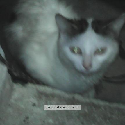 Foto 1/1 Bellette Chat perdido en Louerre