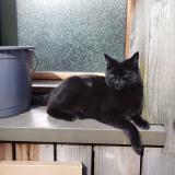 Foto del gato perdido en Canteleu