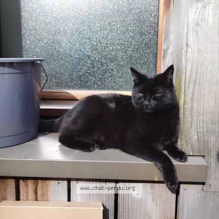 Foto 1/1 Dracula Chat perdido en Canteleu