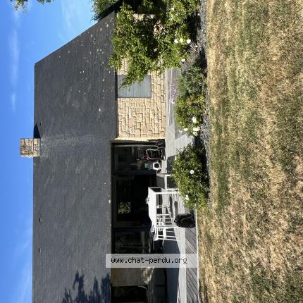 Foto 1/1 Fripouille Chat perdido en Sarzeau