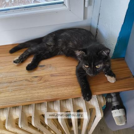 Foto 1/1 Vahiné Chat perdido en Boen sur lignon
