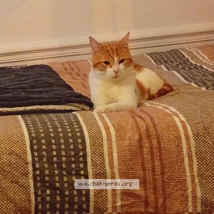 Foto 1/1 Drago Chat perdido en Reims