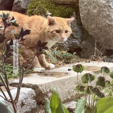 Foto 1/1 Gato encontrado Encontrado en Saint j en de chevelu