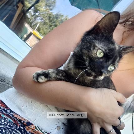 Foto 1/1 Gato encontrado Encontrado en Lege