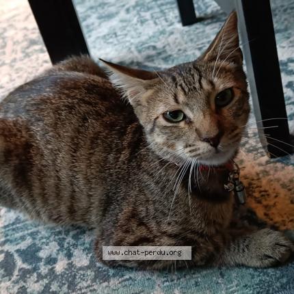 Foto 1/1 Loni Chat perdido en Champigny sur marne