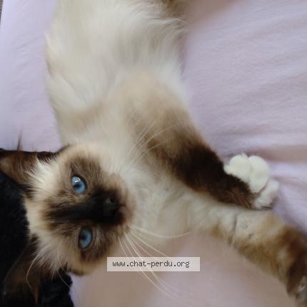 Foto 1/1 Praline Chat perdido en Lagny sur marne