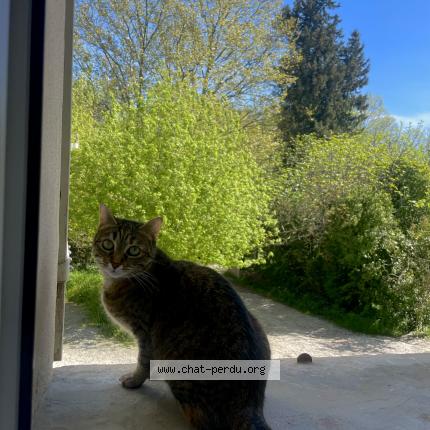 Foto 1/1 octavia Chat perdido en Lagnes