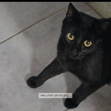 Foto 1/2 Mélodie Chat perdido en Villez sous bailleul