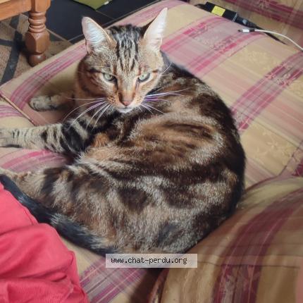 Foto 1/1 Roady Chat perdido en Plounevez quintin