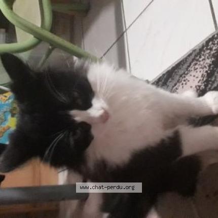 Foto 1/1 Olga Chat perdido en Marans