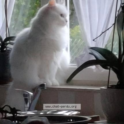 Foto 1/1 Maig Chat perdido en Hautmont