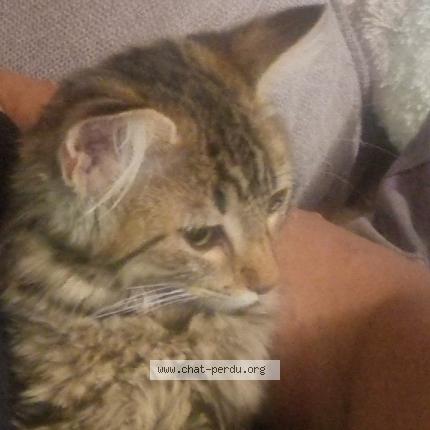 Foto 1/1 Pepette Chat perdido en La seyne sur mer