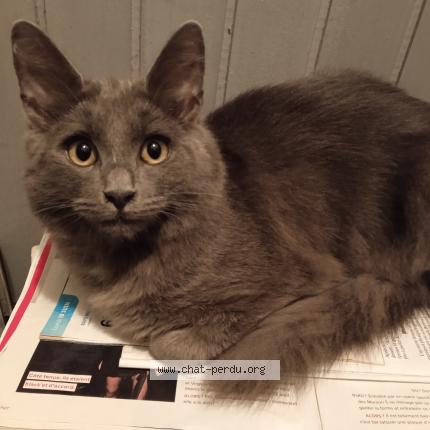 Foto 1/1 Grey Chat perdido en Sin le noble