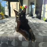 Foto del gato perdido en Pradines