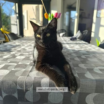 Foto 1/1 Erickson Chat perdido en Pradines