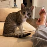 Foto del gato perdido en Billere