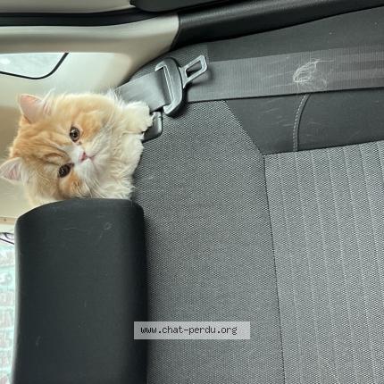 Foto 1/1 Tigrou Chat perdido en Marseille