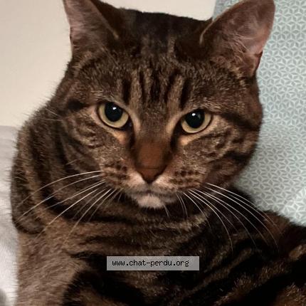 Foto 1/1 Capucine Chat perdido en Bayeux