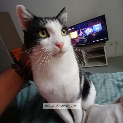 Foto 1/1 Rocket Chat perdido en Saint quentin