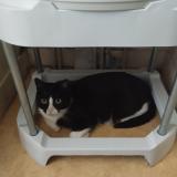 Foto del gato perdido en Rennes