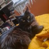 Foto del gato perdido en Nantes