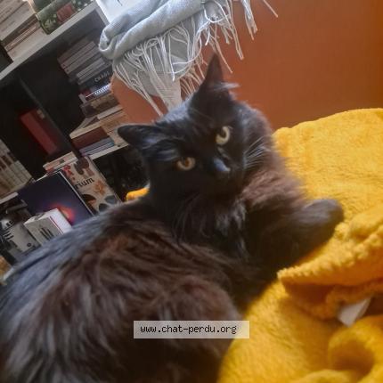 Foto 1/1 Colette Chat perdido en Nantes