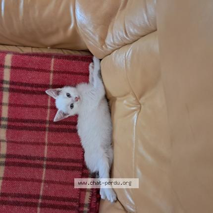 Foto 1/1 Api Chat perdido en Meschers sur gironde