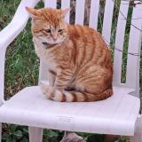 Foto del gato perdido en Vauchamps