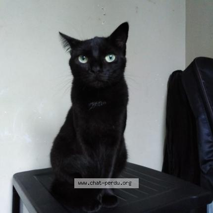 Foto 1/1 Osaka Chat perdido en Fourmies