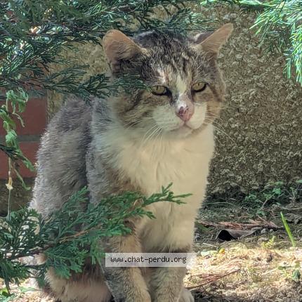 Foto 1/1 Gato encontrado Encontrado en Pins justaret
