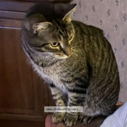 Foto 1/1 Jolia Chat perdido en Chevrier