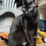 Foto del gato perdido en Paris