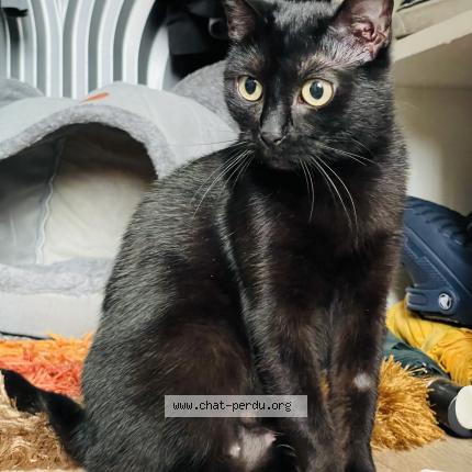 Foto 1/1 Luna Chat perdido en Paris