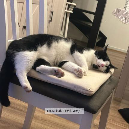 Foto 1/1 Seyu Chat perdido en Lille