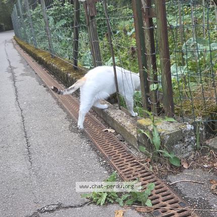 Foto 1/1 Gato encontrado Encontrado en Hesperange