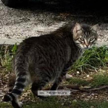 Foto 1/1 Patapouf Chat perdido en Six fours les plages