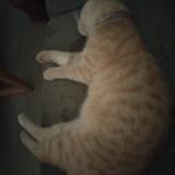 Foto del gato perdido en Eysines