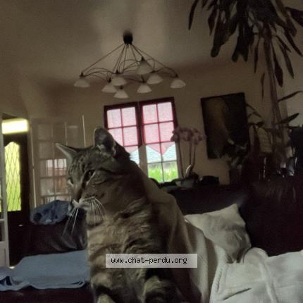 Foto 1/1 Gato encontrado Perdido en Aurillac