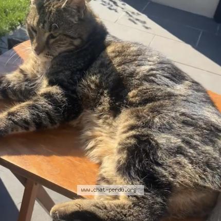 Foto 1/1 Bengale Chat perdido en Aurillac