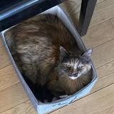 Foto del gato perdido en Paris