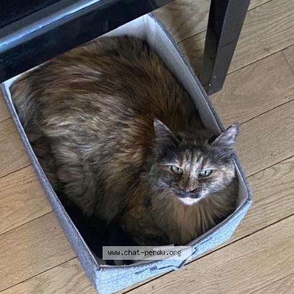 Foto 1/1 Minette Chat perdido en Paris