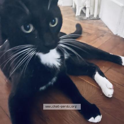 Foto 1/1 Marteens Chat perdido en Marseille