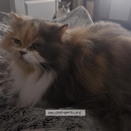 Foto 1/1 LEXI Chat perdido en Maisons laffitte