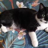 Foto del gato perdido en Lamorlaye