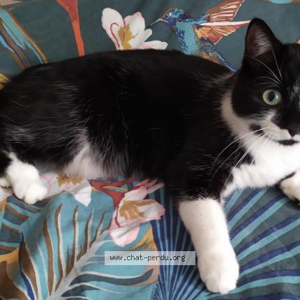 Foto 1/1 Pietra Chat perdido en Lamorlaye