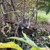 Foto del gato perdido en Morcenx La Nouvelle