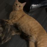 Foto del gato perdido en Angers