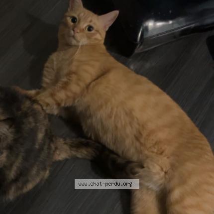 Foto 1/1 Potiron Chat perdido en Angers
