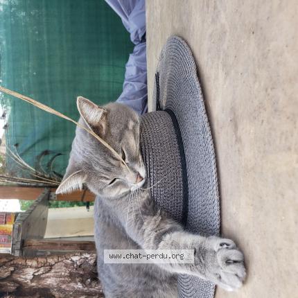 Foto 1/1 Grisouille Chat perdido en Molleges