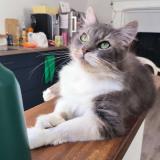 Foto del gato perdido en La Possonniere